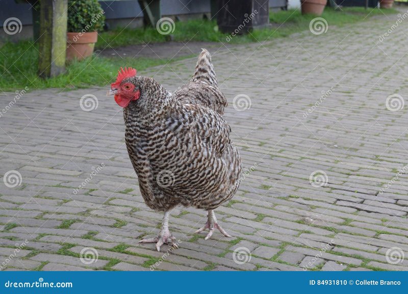 Ontdek De Verleidelijke World Of Chicken Road Casino In Nederland - overview